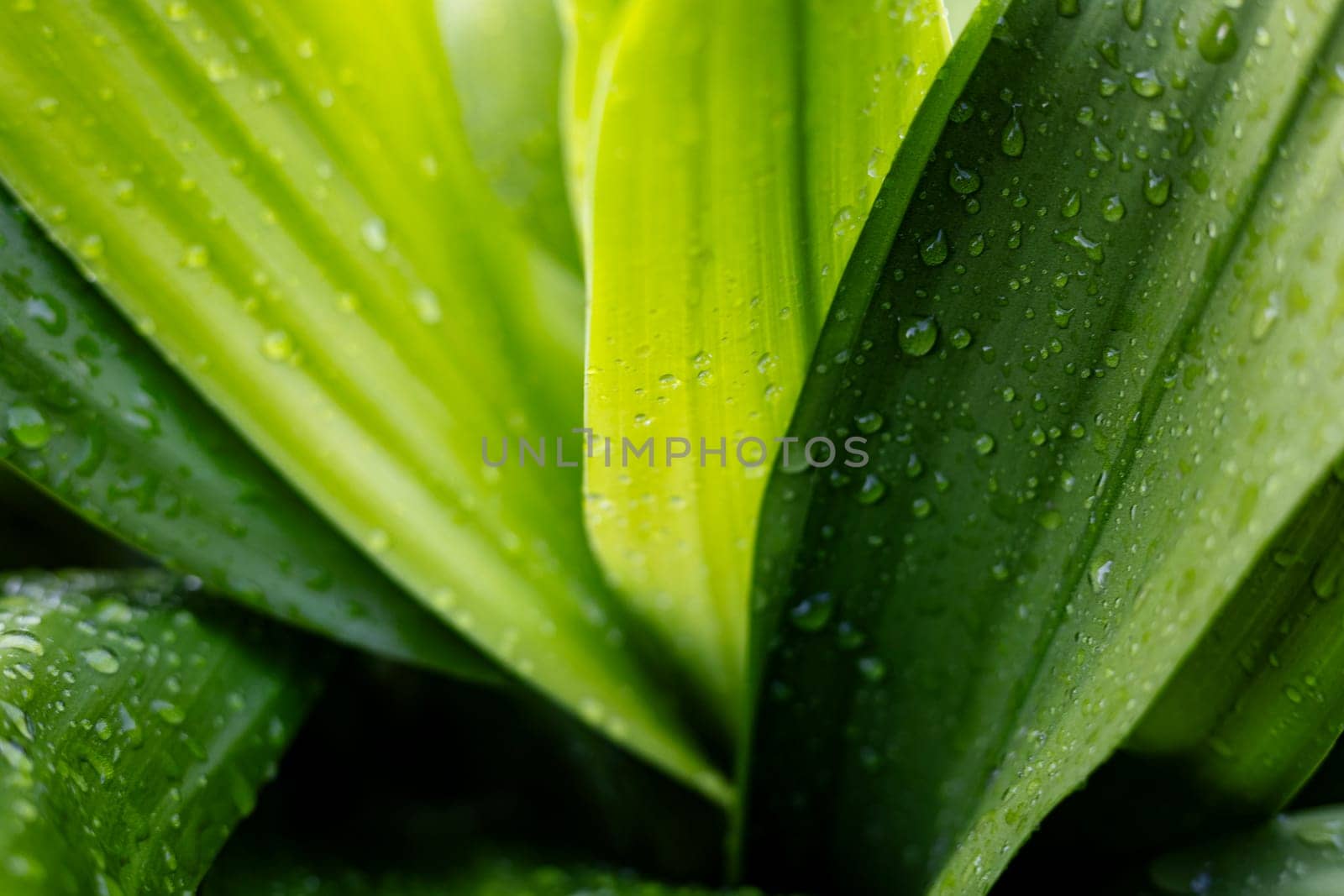 Water drop on the green leaf background. Close-up of leaves with dew drops.