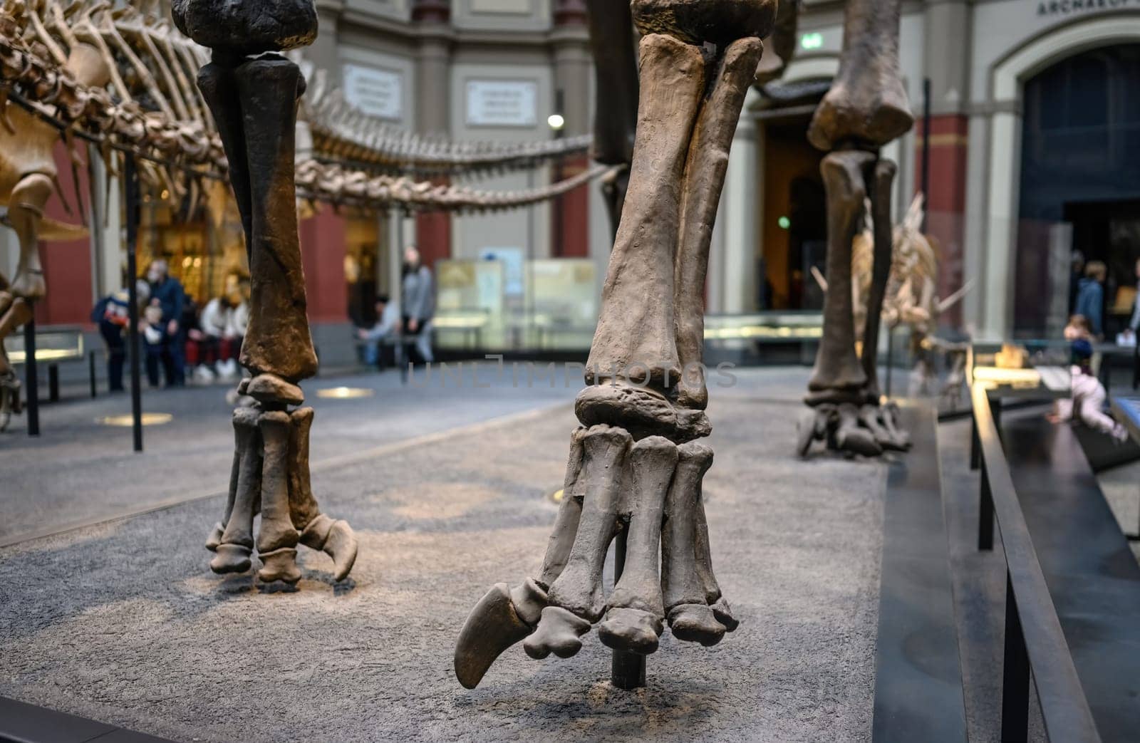 Belin, Germany - 20 December 2022: Bones of paw of dinosaur close up at exhibition in museum