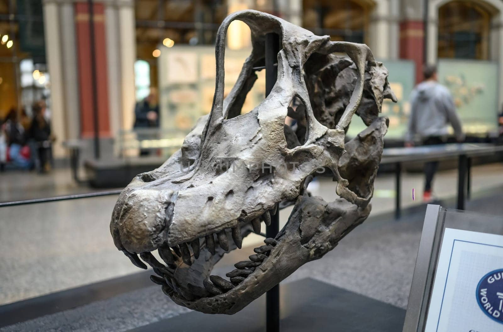Belin, Germany - 20 December 2022: Exhibition of skull of prehistoric dinosaur in Berlin museum.