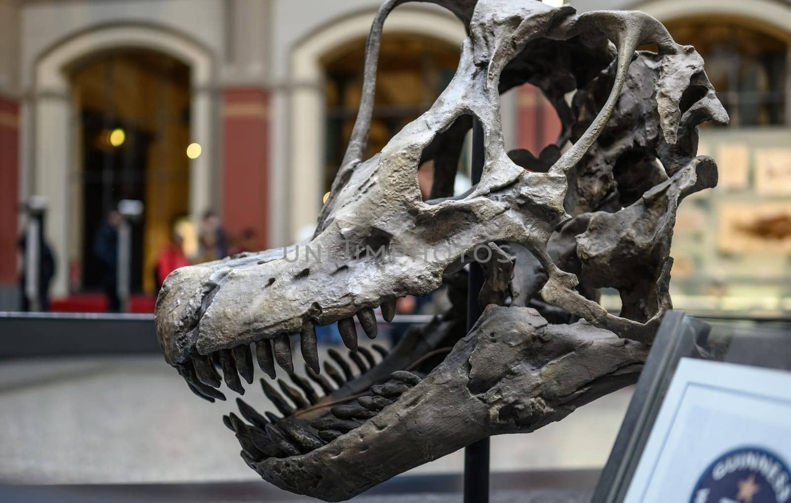 Belin, Germany - 20 December 2022: Exhibition of skull of prehistoric dinosaur in Berlin museum.