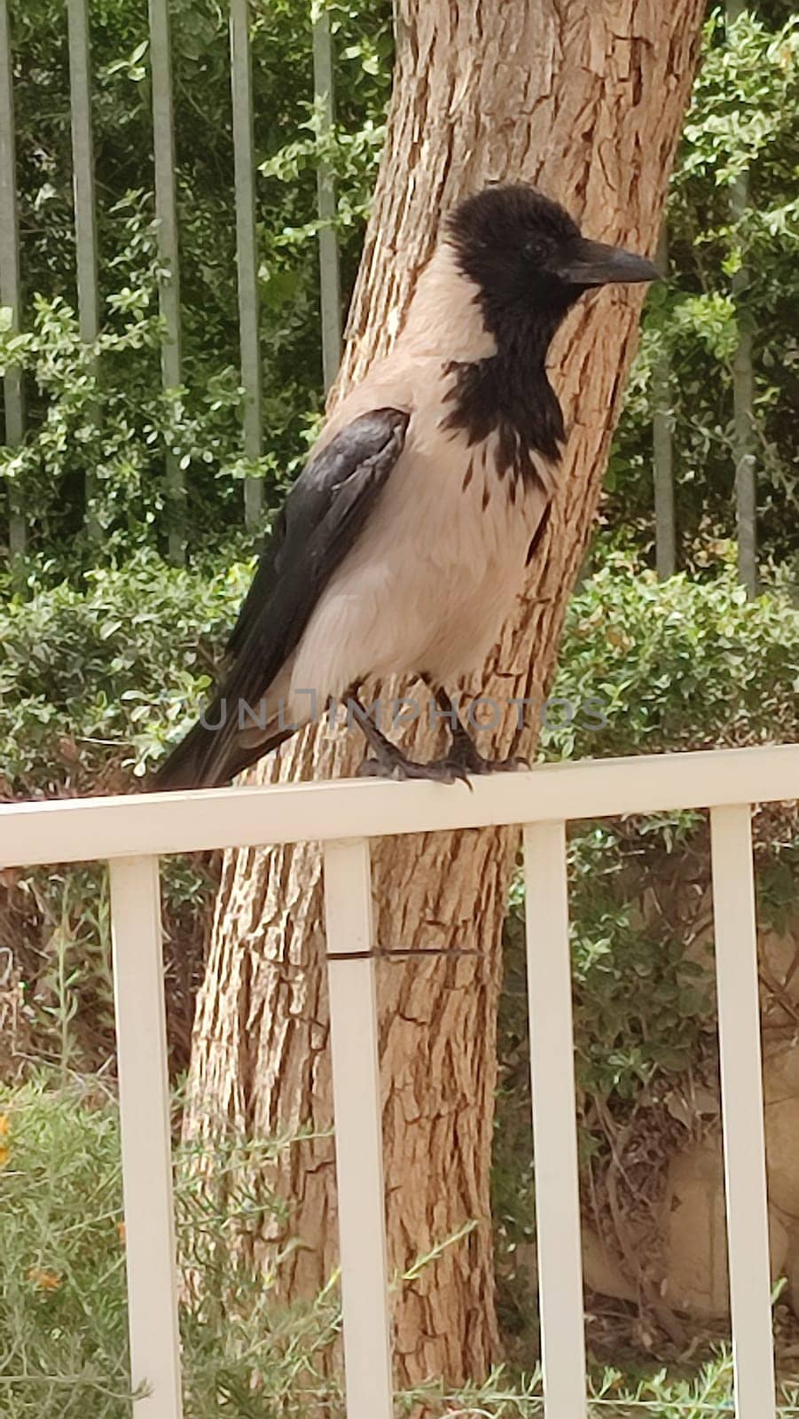 crow bird sitting on a fence in the city, nature. High quality photo