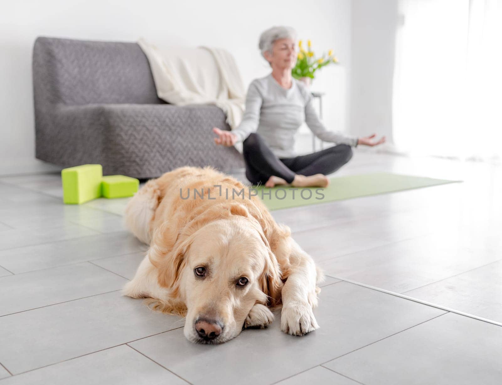 Golden Retriever Dog Lies On The Floor Against The Backdrop Of Its Owner, Who Is Doing Yoga At Home In A Bright Living Room