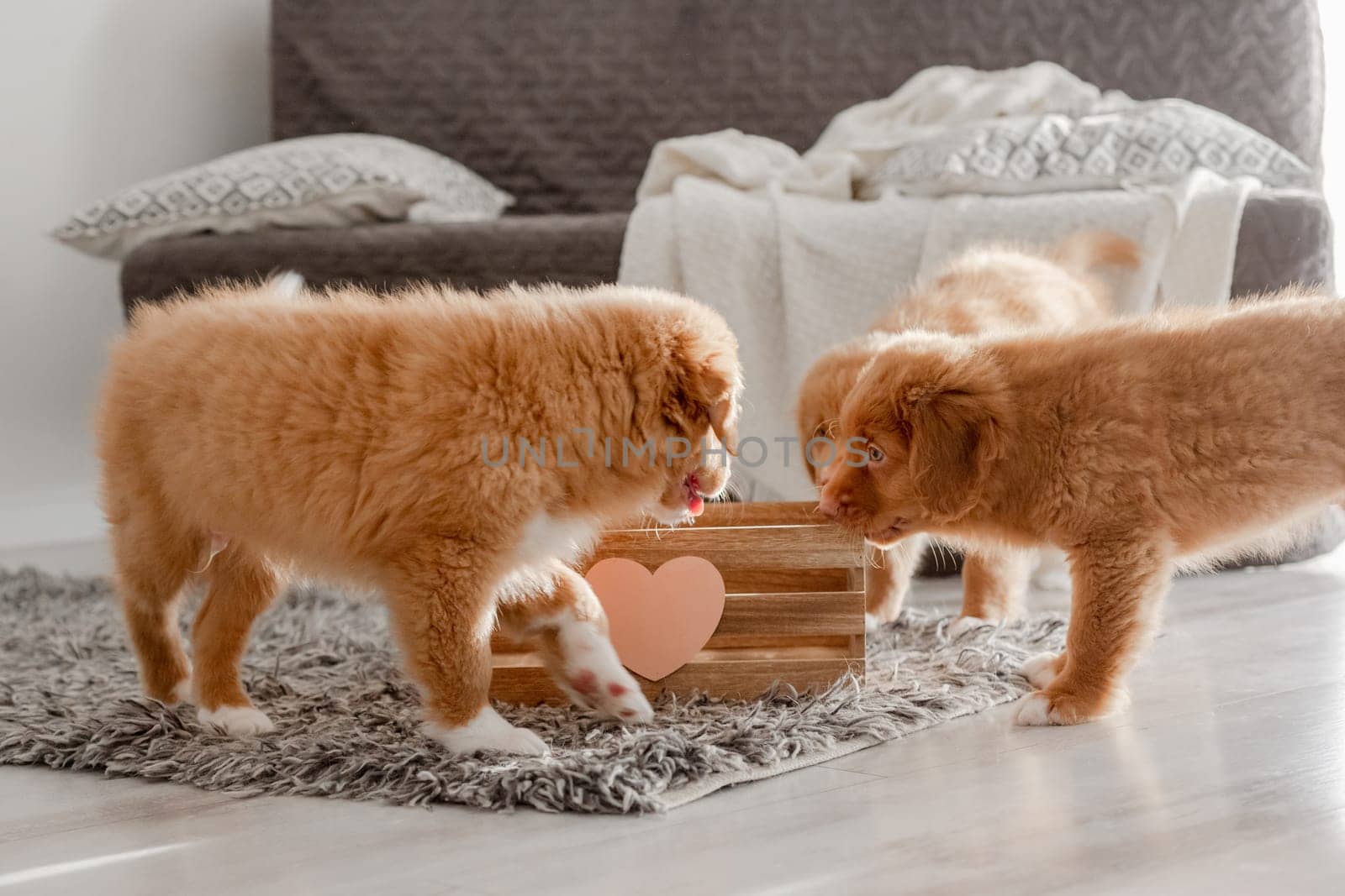 Toller Puppies Are Playing With A Wooden Box On The Floor In A Room, Showcasing The Playful Nature Of The Nova Scotia Duck Tolling Retriever Breed