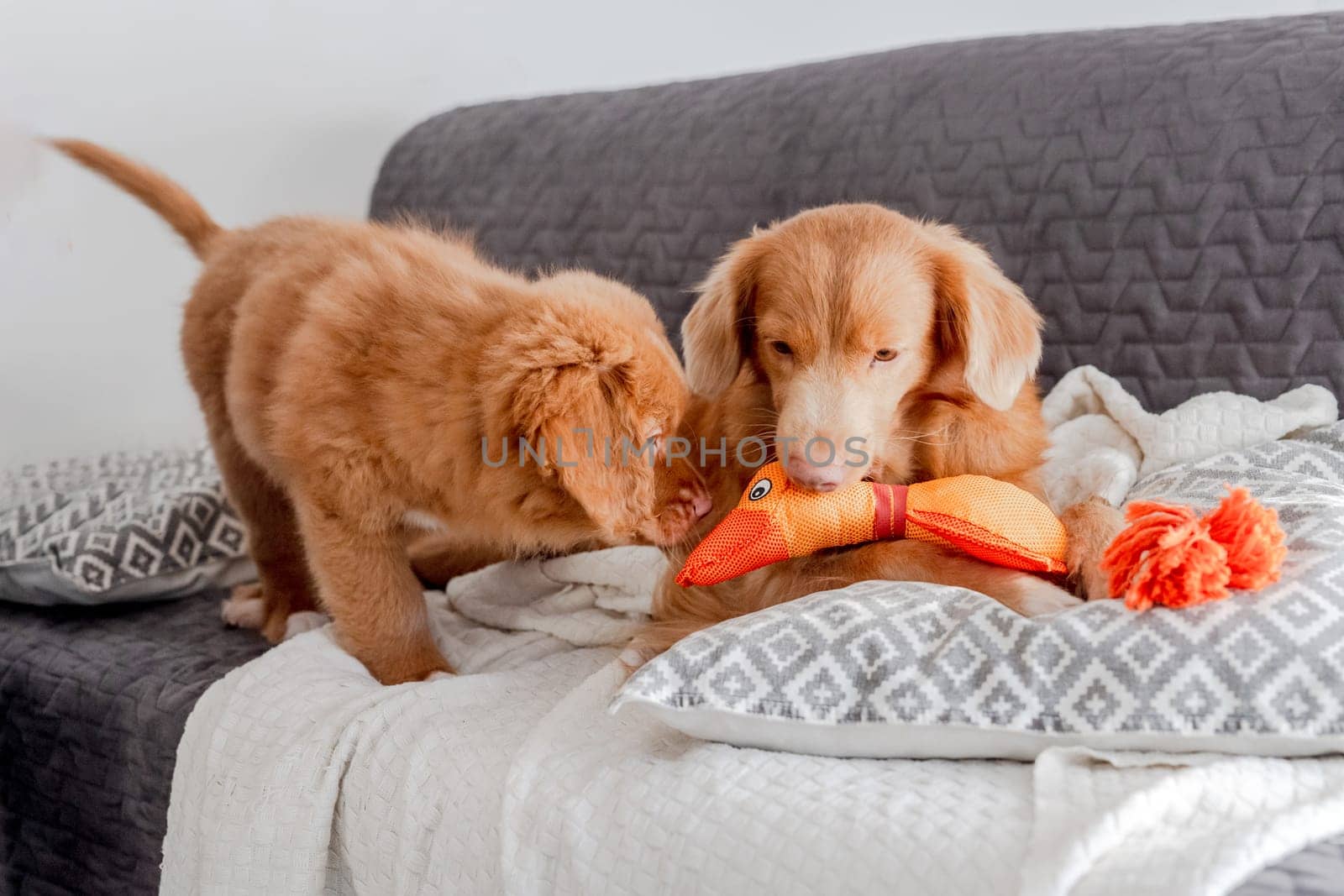 Bright Toy Duck Lies Next To Toller Dog and his puppy A Nova Scotia Duck Tolling Retriever, On Couch