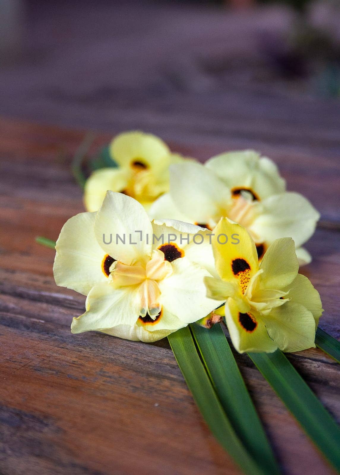 Yellow flowers of African iris on a rustic wooden table on a sunny day by VeroDibe