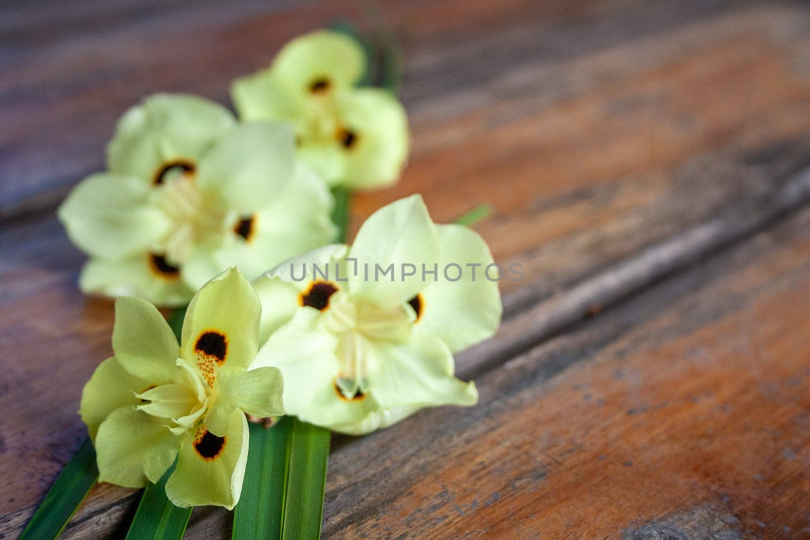 African iris flowers on brown wooden background. Horizontal. Copy space