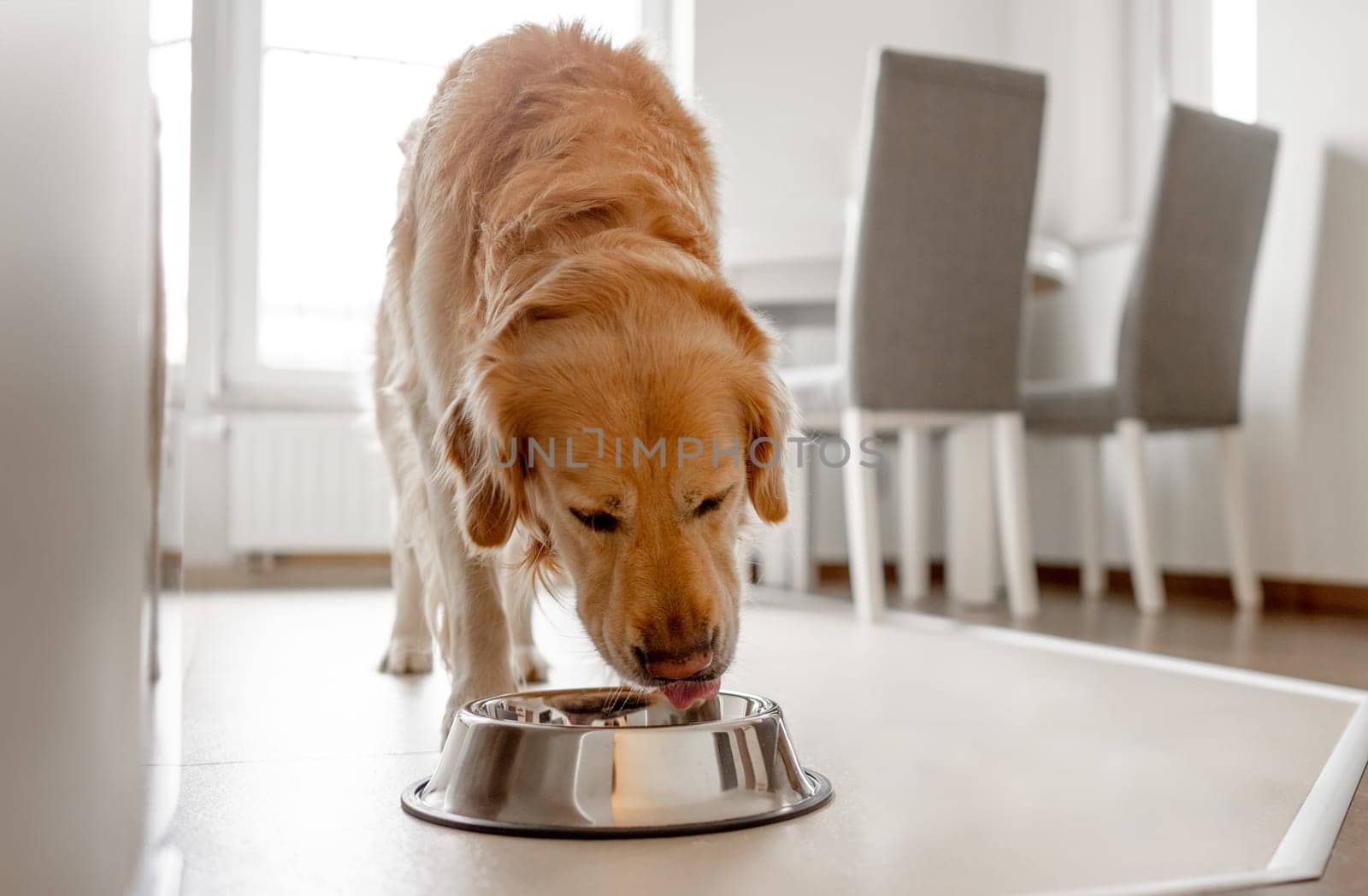 Golden Retriever Dog Eats From Bowl In Kitchen by tan4ikk1