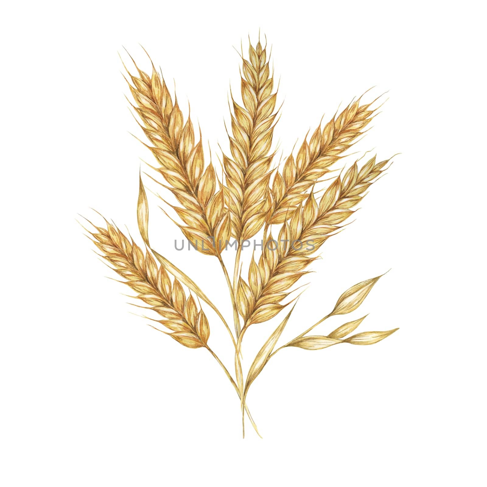 Barley spikes bouquet, cereal ears, wheat stalks. Grains for Shavuot, Thanksgiving, Oktoberfest clipart. Watercolor illustration for bread, beer by Fofito