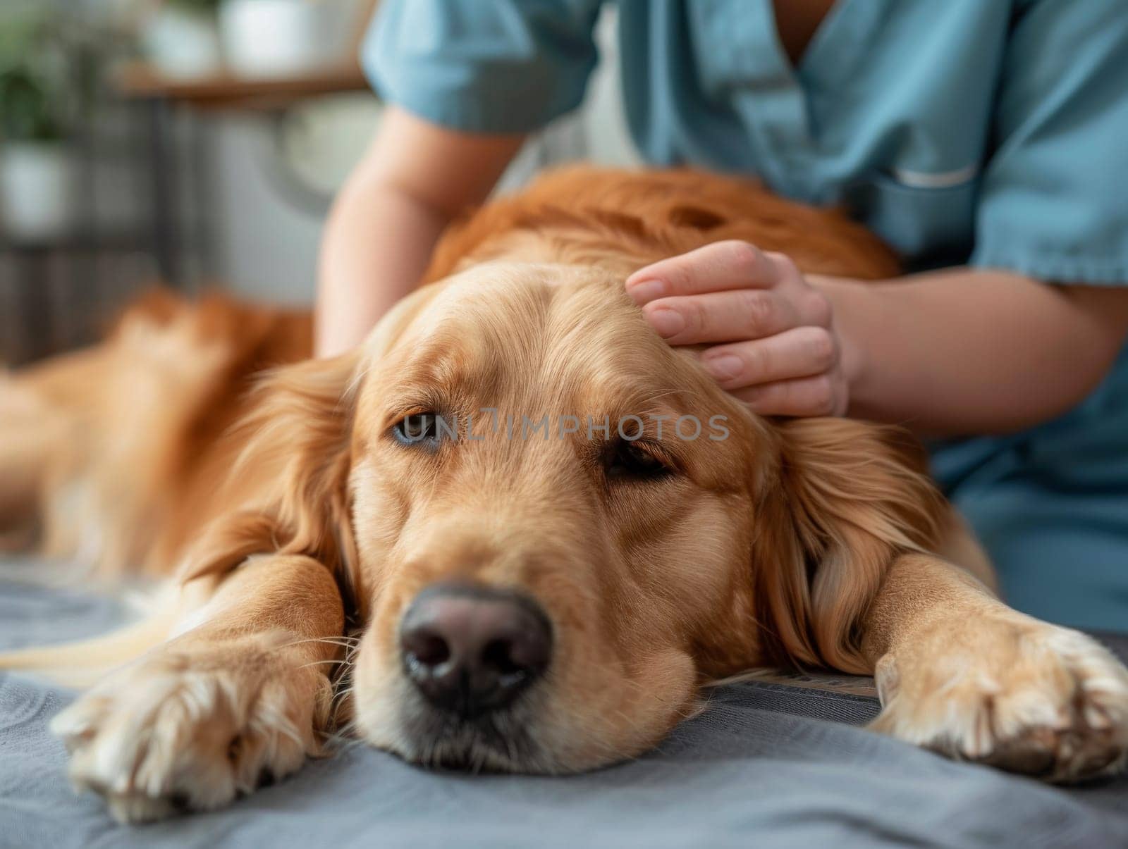 A woman is petting a dog on its head. The dog is laying on a bed. The woman is wearing a blue shirt