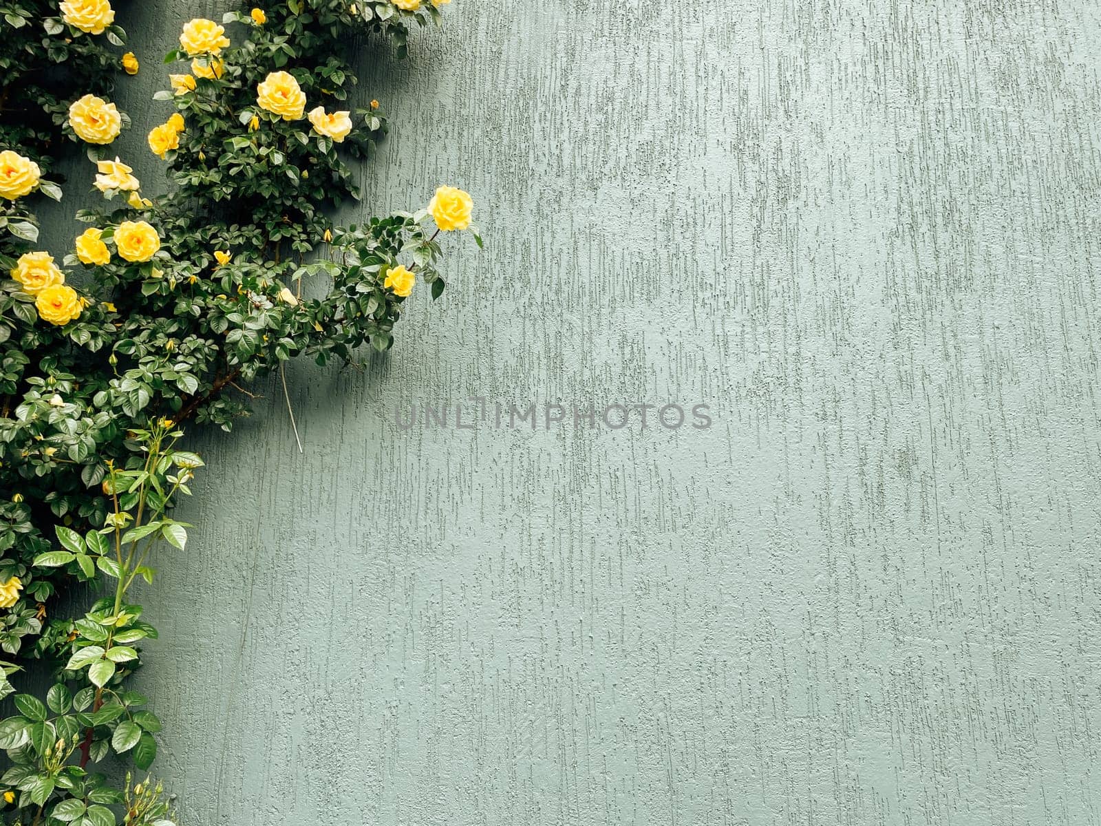 A shrub with yellow flowers blooming on asphalt, showcasing beauty in unexpected places where herbaceous plants thrive on hard surfaces