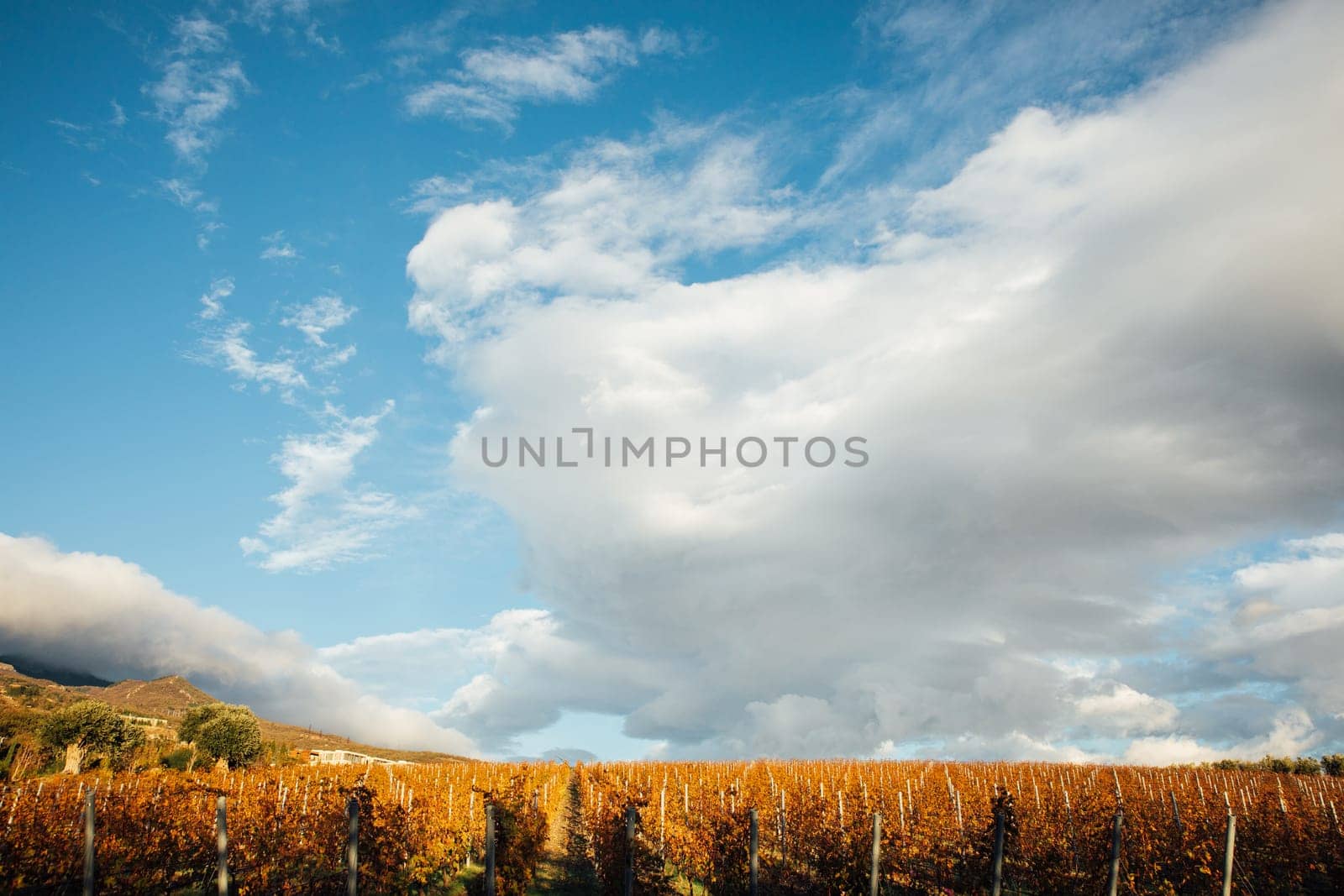 landscape, yellow autumn vineyards and blue sky