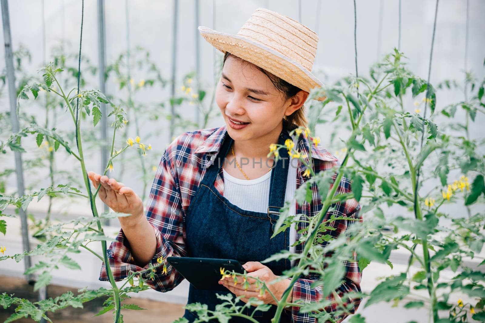 Agronomist examines tomato farm with tablet for improved productivity. Woman biologist analyzes growth data of healthy green plants. Hydroponic irrigation for botanical science insights.