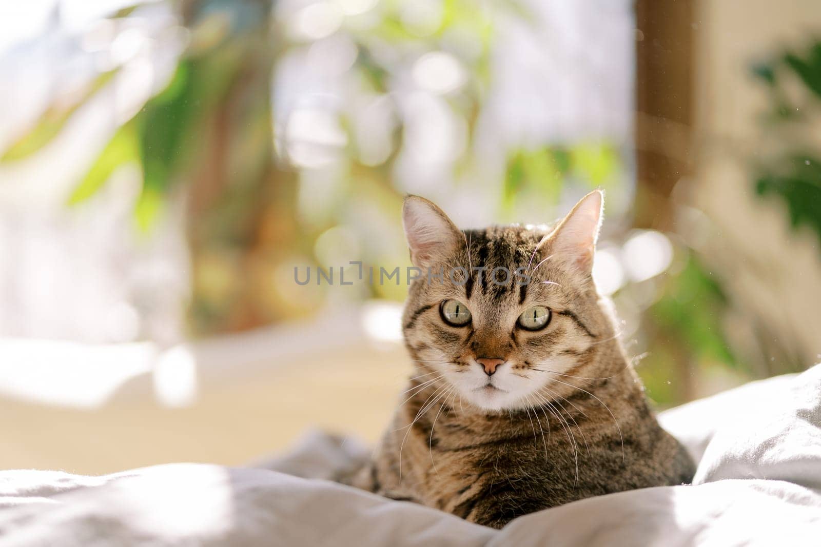 Tabby cat lies on a bed near among the pillows. High quality photo