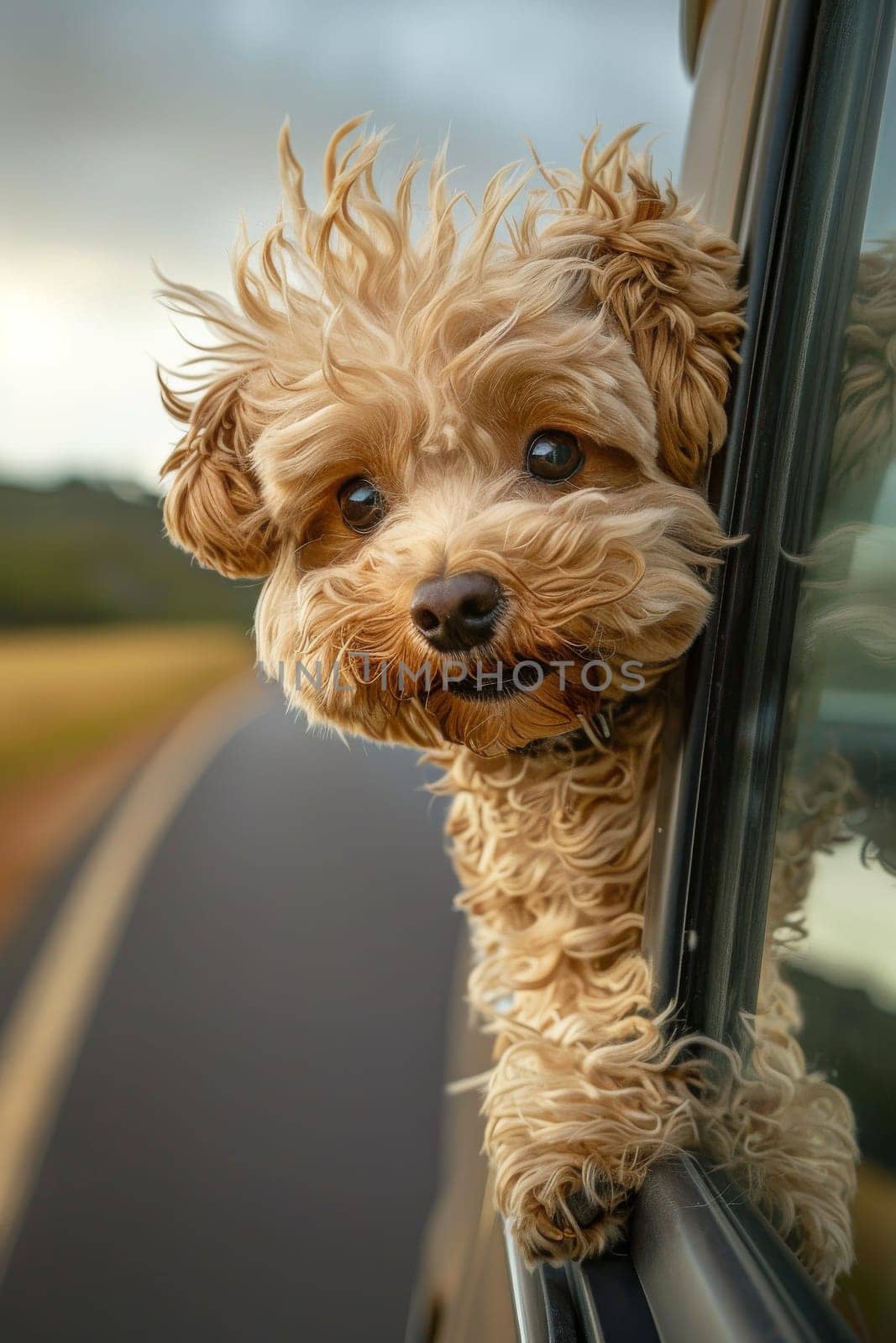 A small dog with a fluffy coat is sitting in a car window by itchaznong