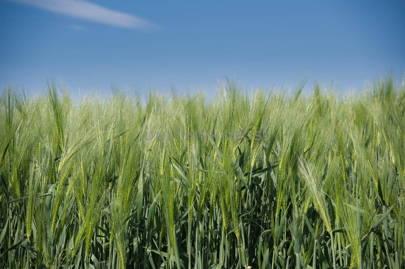 Vast field of lush green barley under a clear, deep blue sky. The barley stems showcasing a healthy crop in what appears to be the middle of the growing season