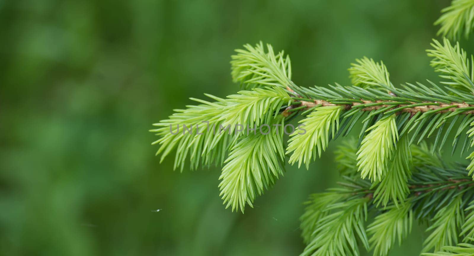 Close-up of a young green pine tree branch with fresh needles, showcasing natural growth and vibrant greenery.