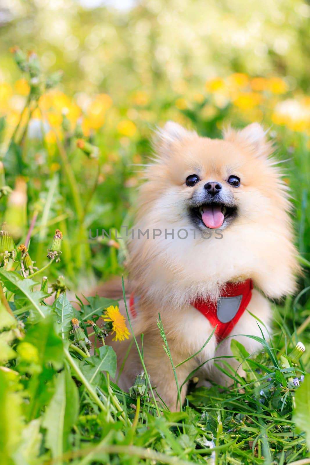 A smiling Pomeranian dog in the grass . A red - haired Pomeranian . A pet on a walk. Photo for the cover . Photo of an animal for printed products . Green grass in the park