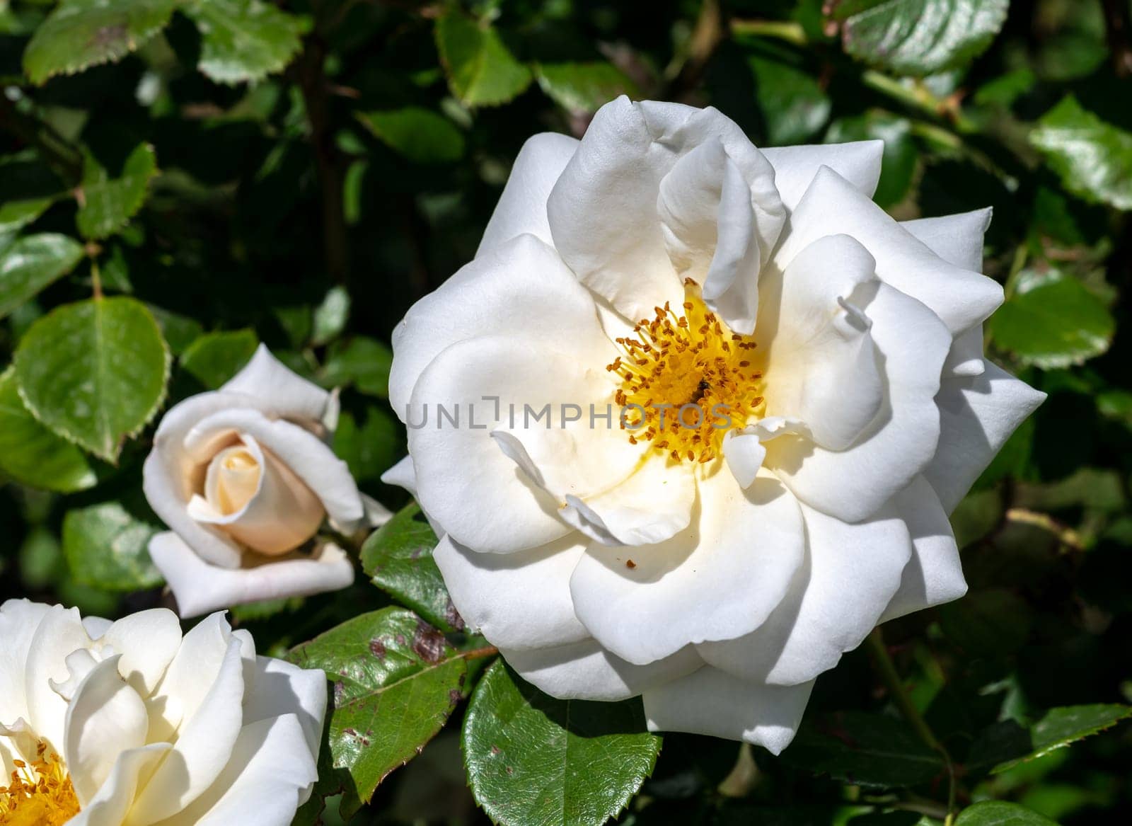 Beautiful Blooming white rose in a garden on a green leaves background