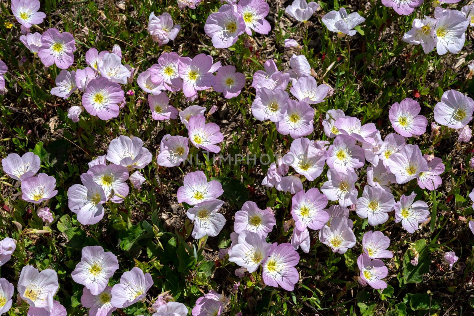 Blooming pink Oenothera tetraptera in a green grass by Multipedia