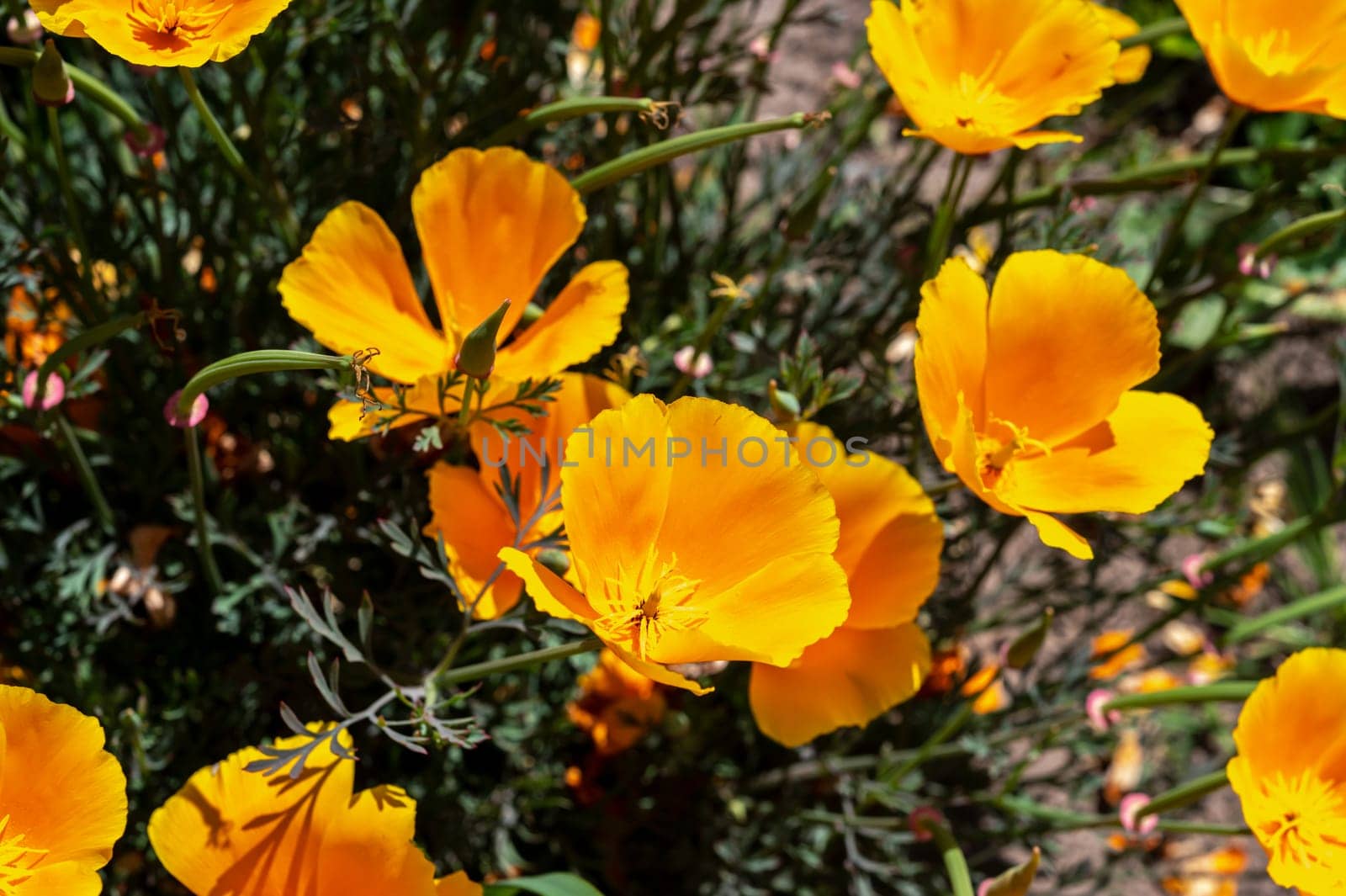 Clearing with orange field poppy flowers in green grass on a sunny day