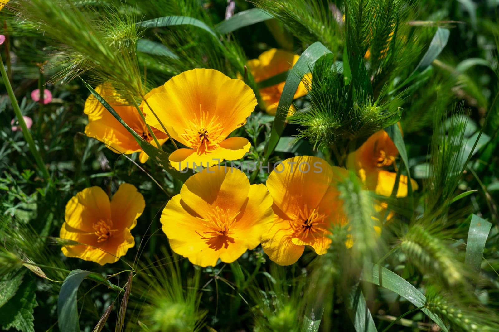 Blooming orange field poppy in a green grass by Multipedia