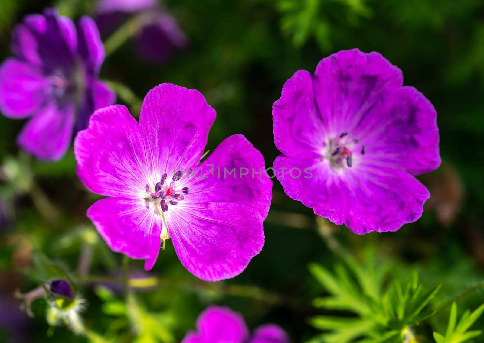 Beautiful Blooming pink geranium flower in a garden on a green leaves background