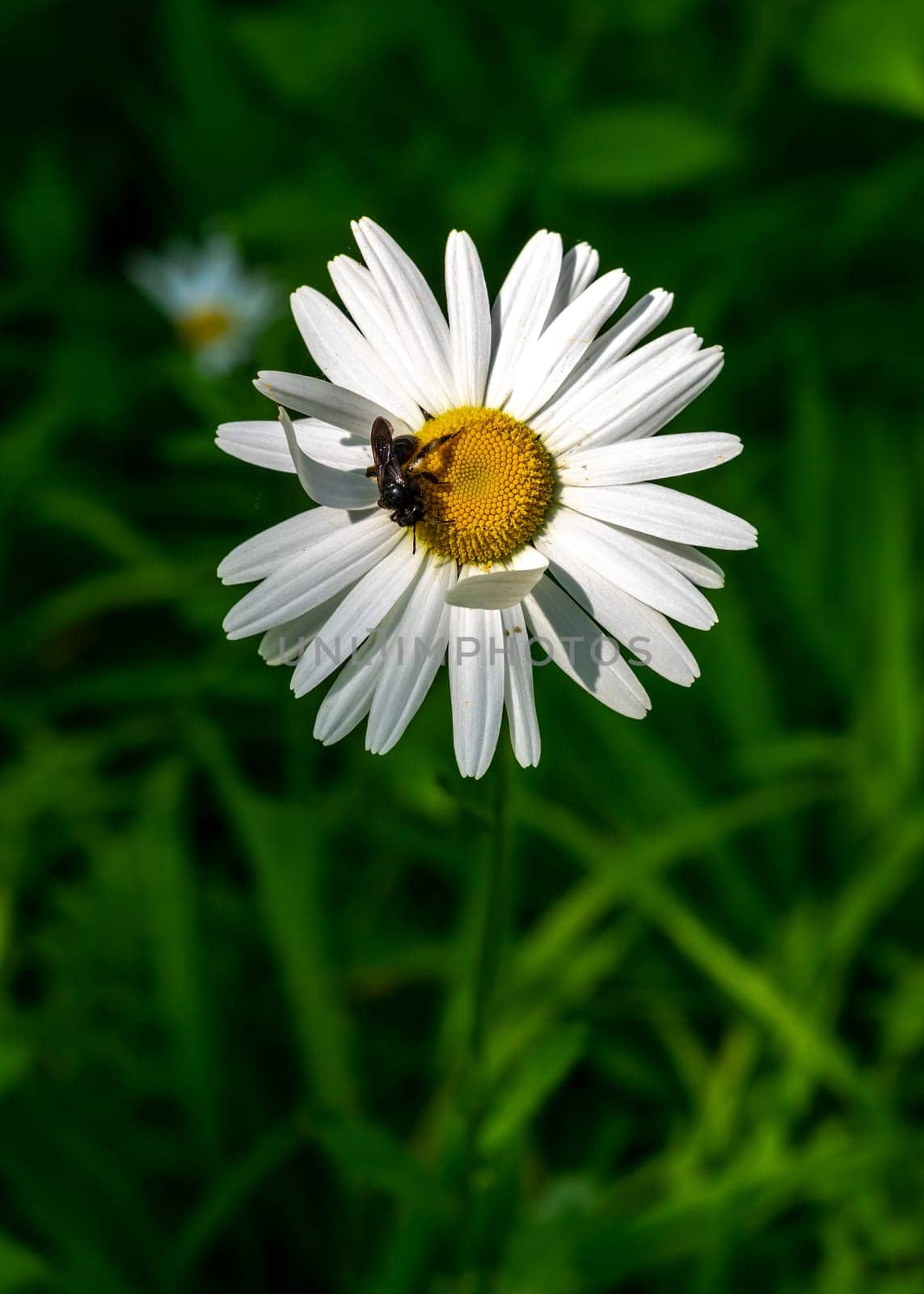 Blooming white chamomile in a green grass by Multipedia