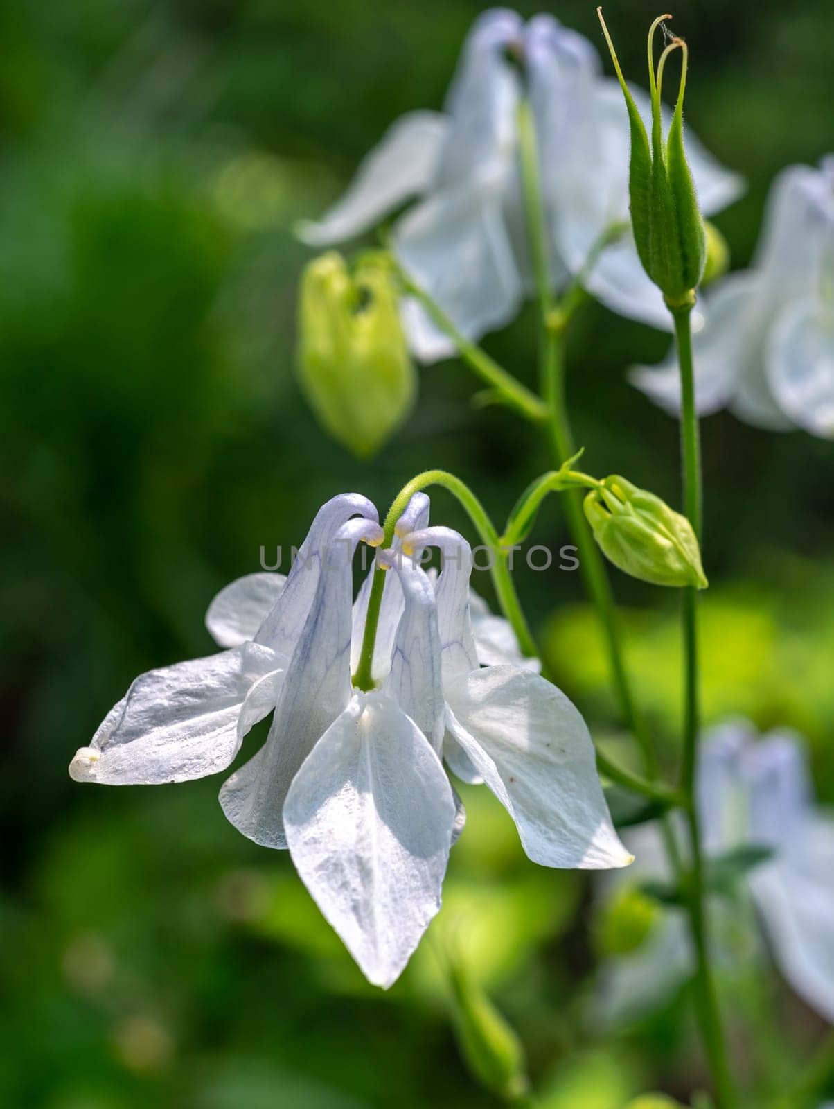 Beautiful Blooming white Aquilegia in a garden on a green leaves background