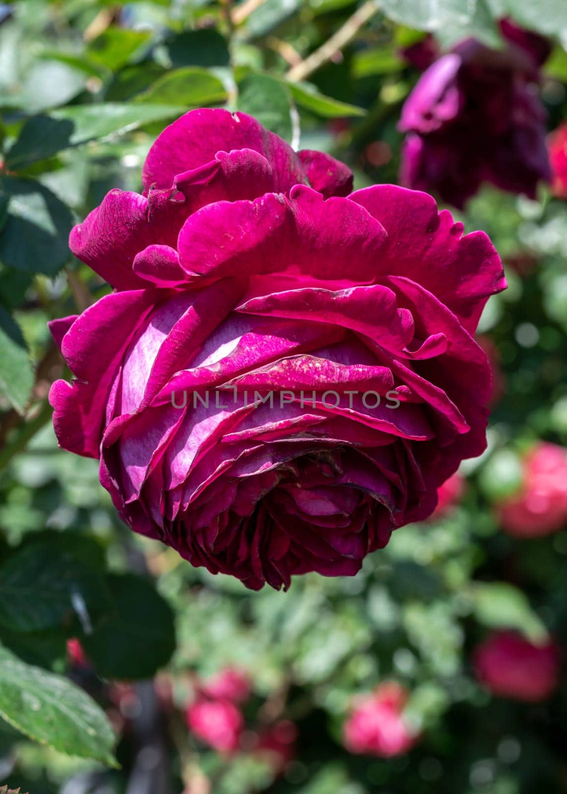 Beautiful Blooming red rose in a garden on a green leaves background