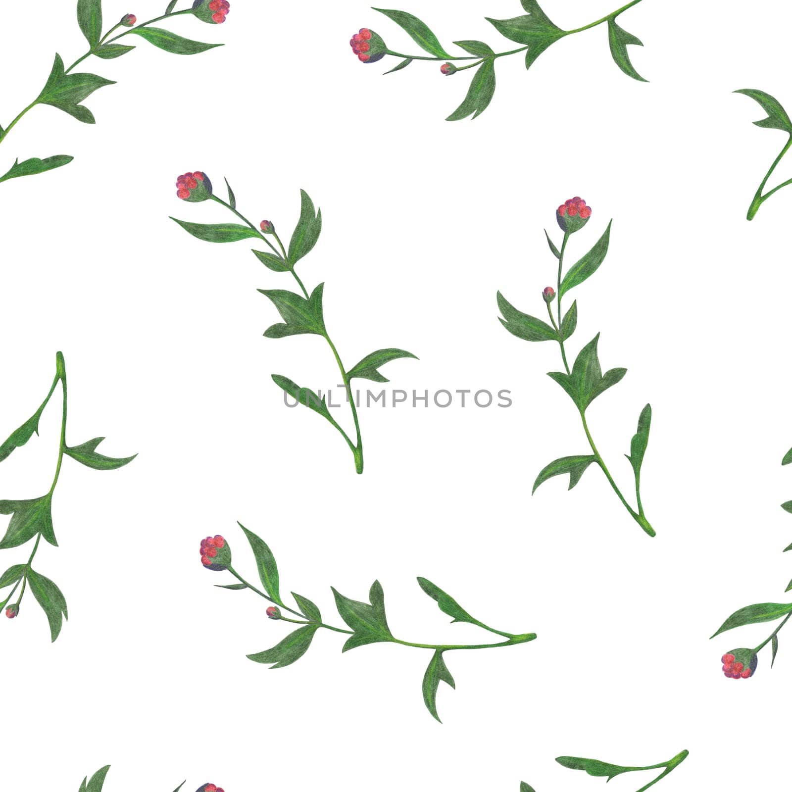 Chrysanthemum Flower Seamless Pattern. Hand Drawn Floral Digital Paper on White Background.