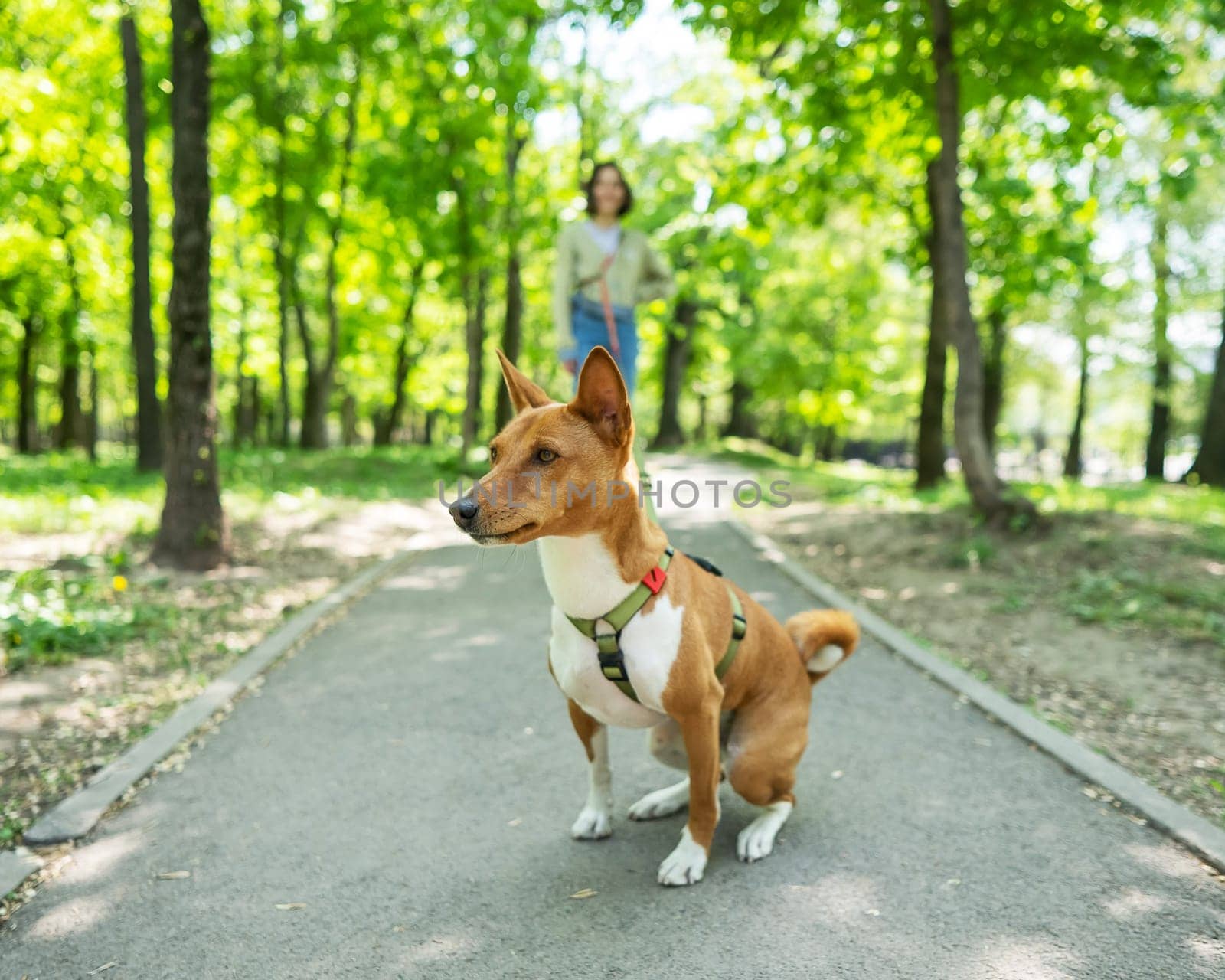 A young woman walks with an African basenji dog on a leash in the park