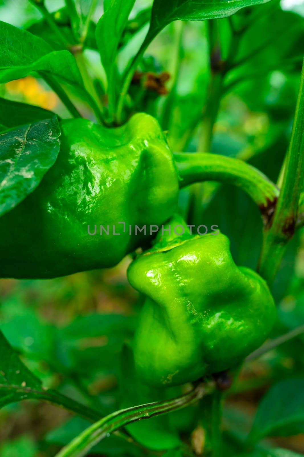Two green peppers close-up. Cultivation of pepper. Pepper twisted from lack of moisture.