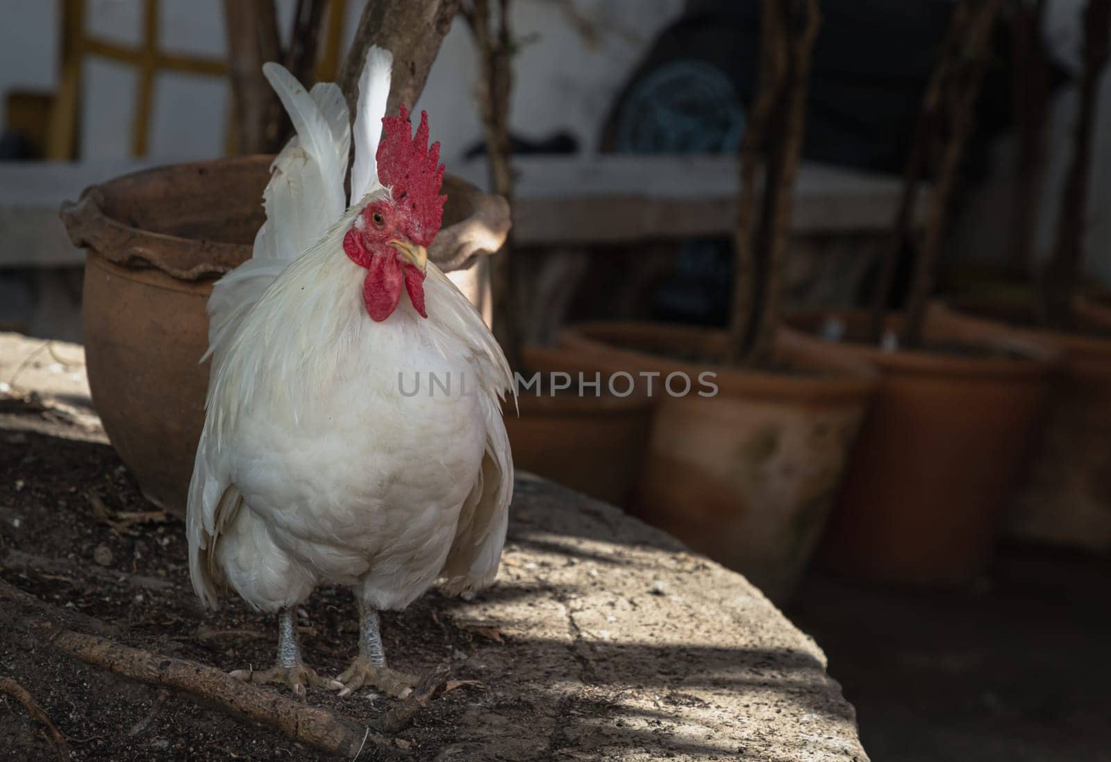 White rooster standing on tree stump in the garden. Beautiful white bantam chicken, Space for text, Selective focus.