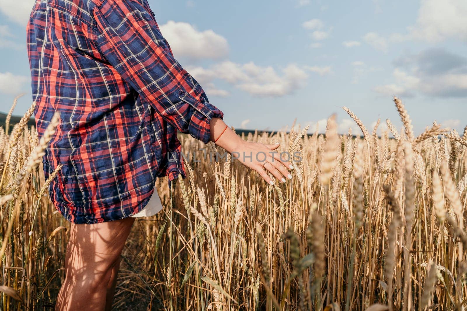 Woman farmer walks through a wheat field at sunset, touching green ears of wheat with his hands. Hand farmer is touching ears of wheat on field in sun, inspecting her harvest. Agricultural business.