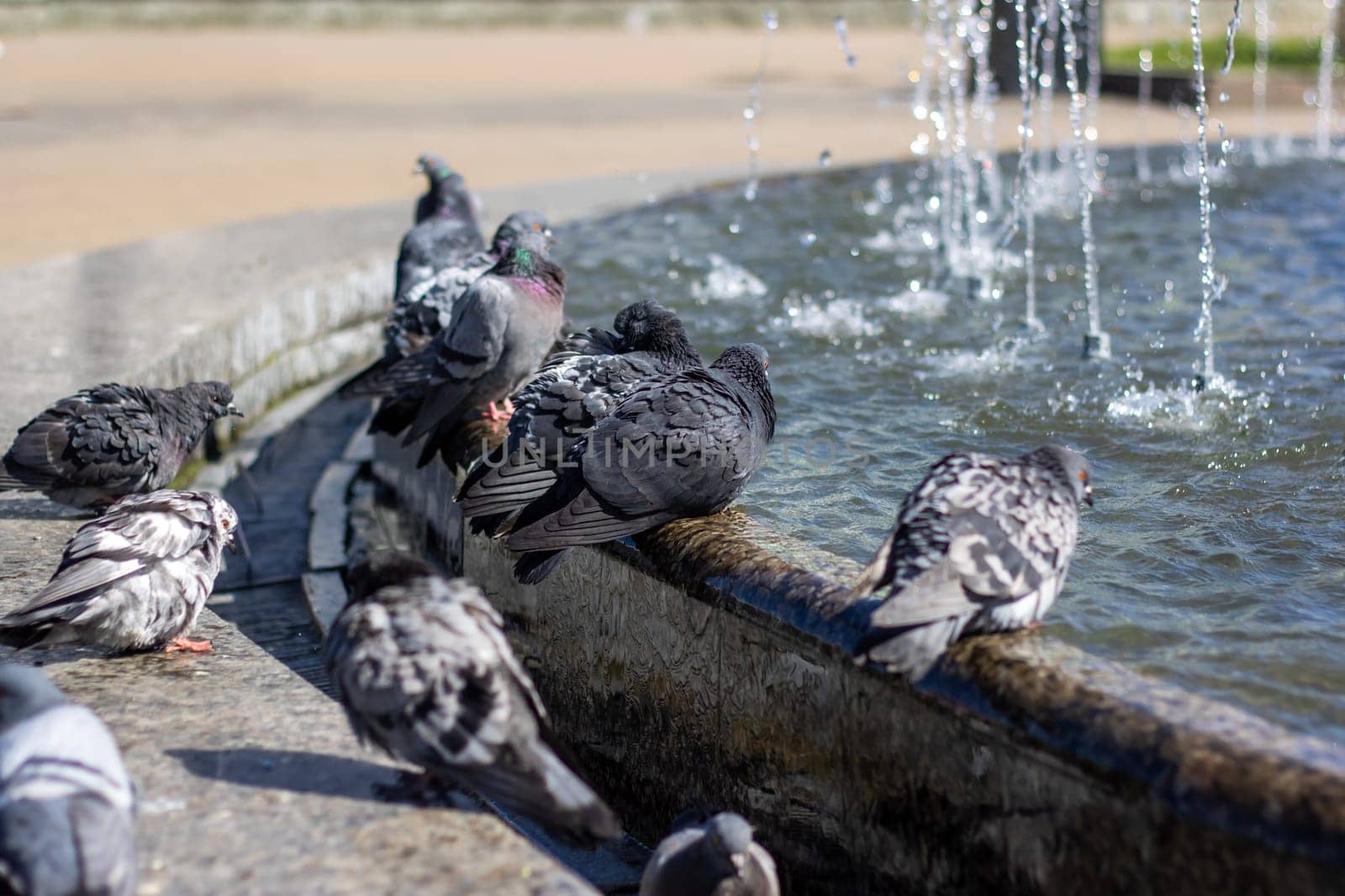 A group of stock doves leisurely drink water from a city fountain, their feathers glinting in the sunlight as they dip their beaks