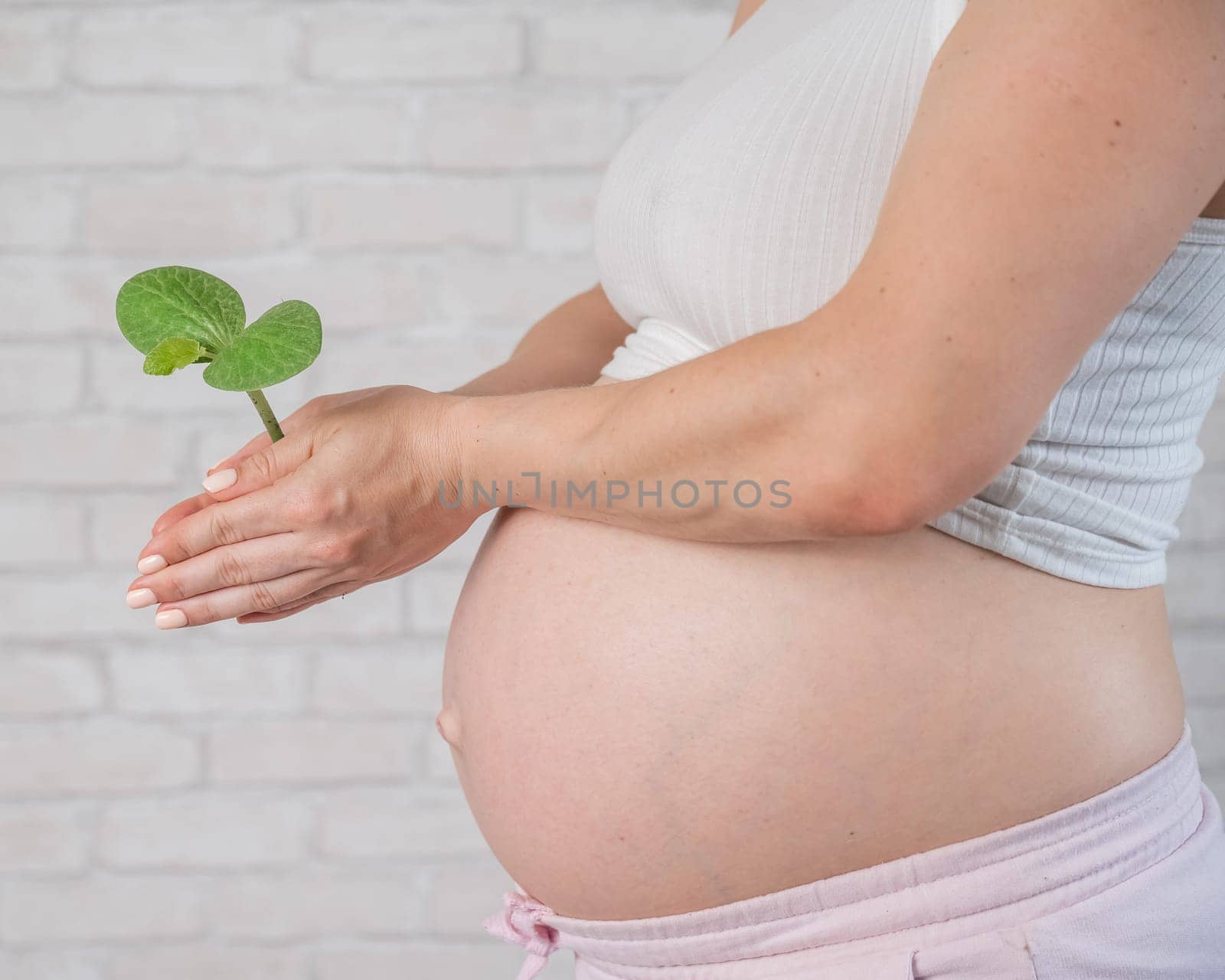 A pregnant woman is holding a sprout. Cropped tummy. by mrwed54