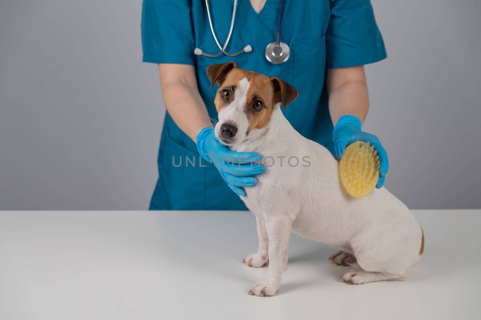 A veterinarian brushes a dog with a silicone brush. Jack Russell Terrier in a muzzle during grooming. by mrwed54
