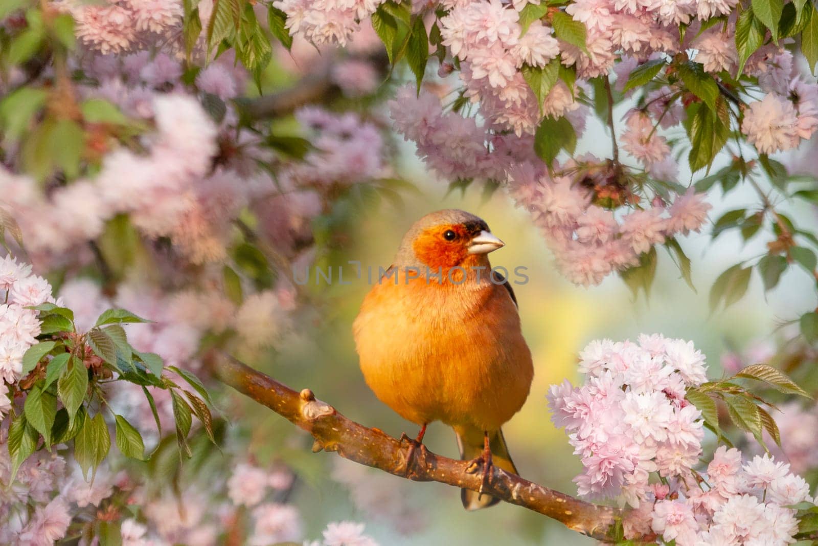 bird sitting among a flowering tree, animals