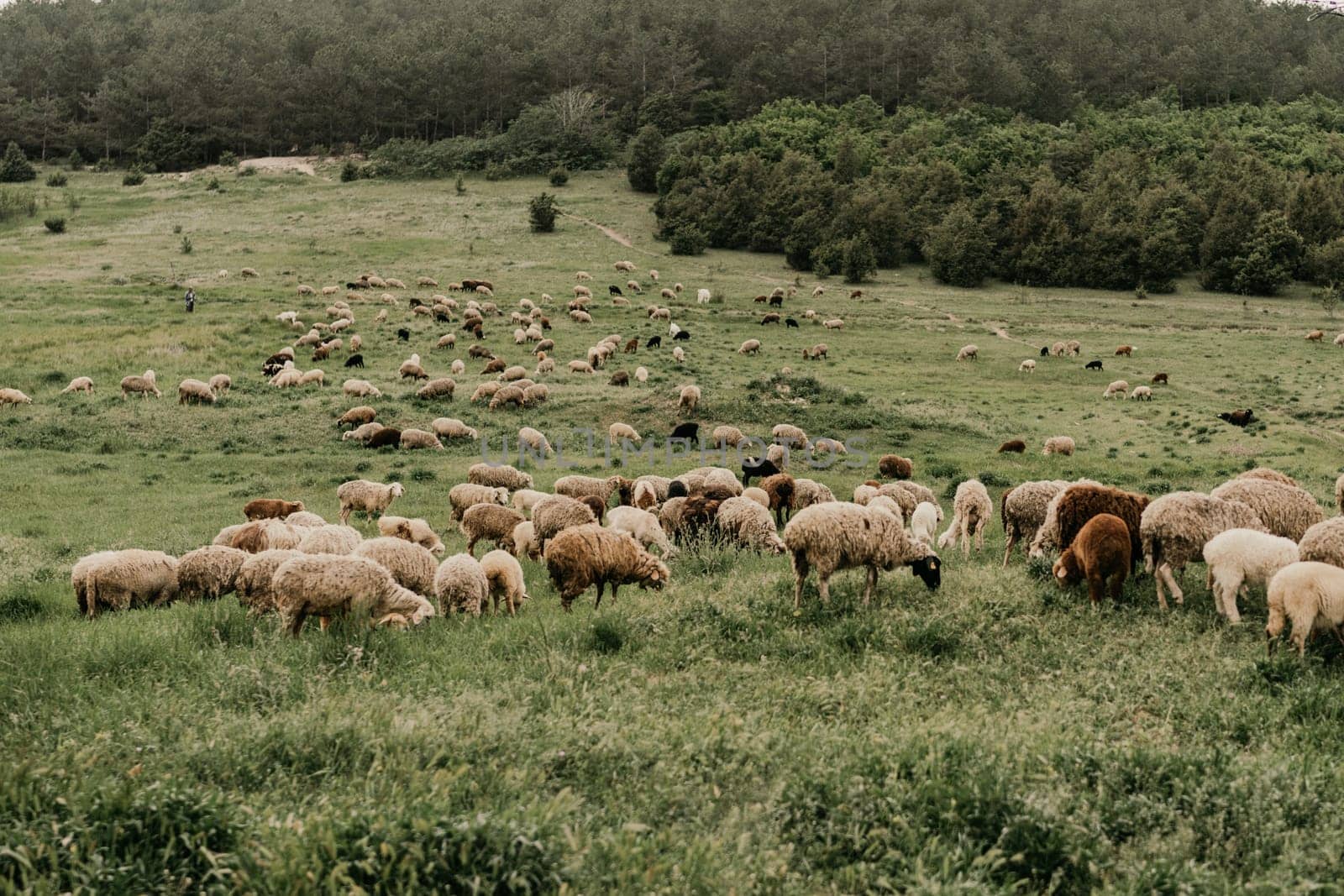 A herd of sheep grazing in a field by Matiunina