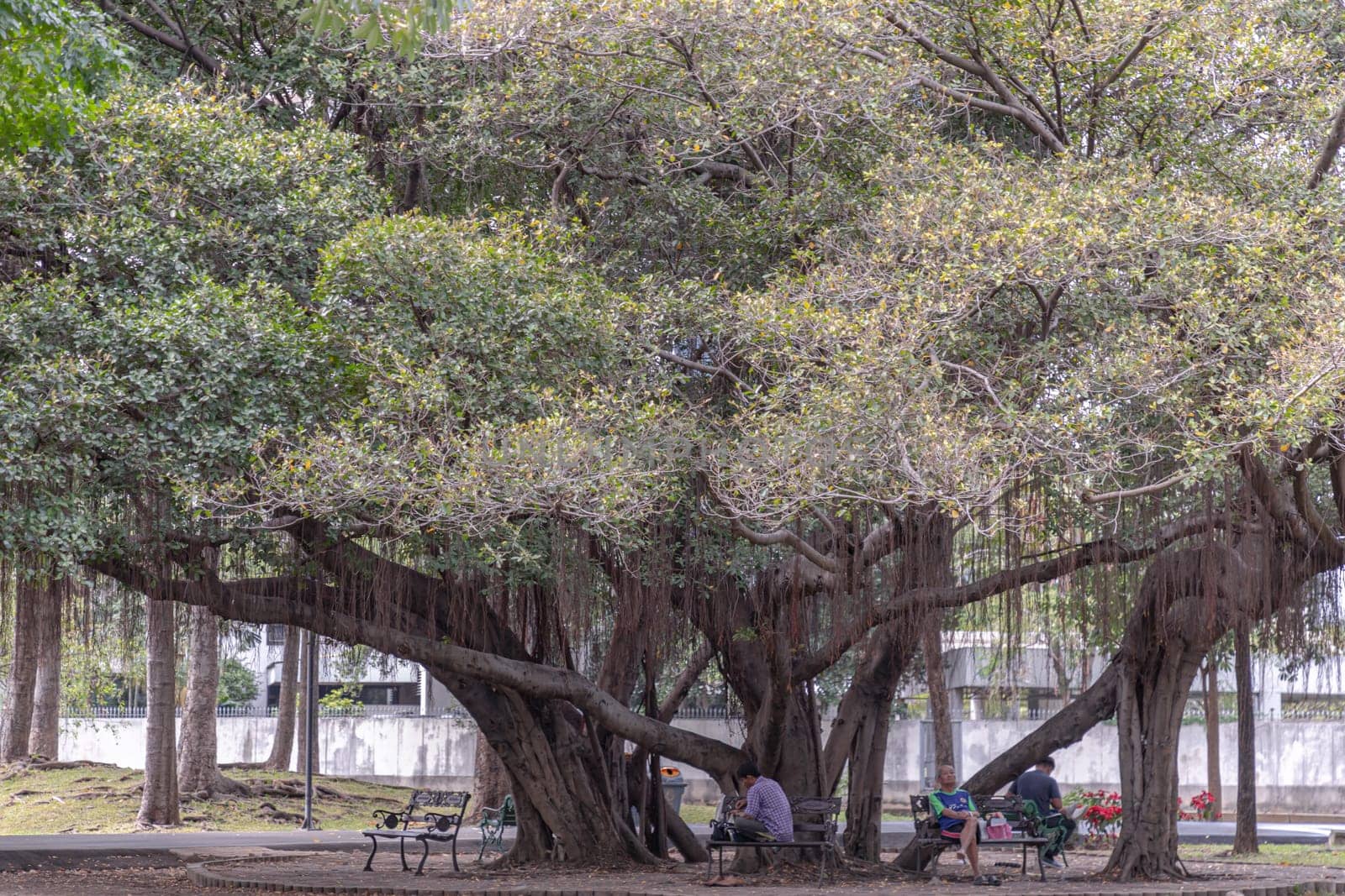 Bangkok, Thailand - Jan 01, 2020 - People is resting on bench in the shade of big banyan tree in the public park. Seat and unwind area. Space for text, Selective Focus.