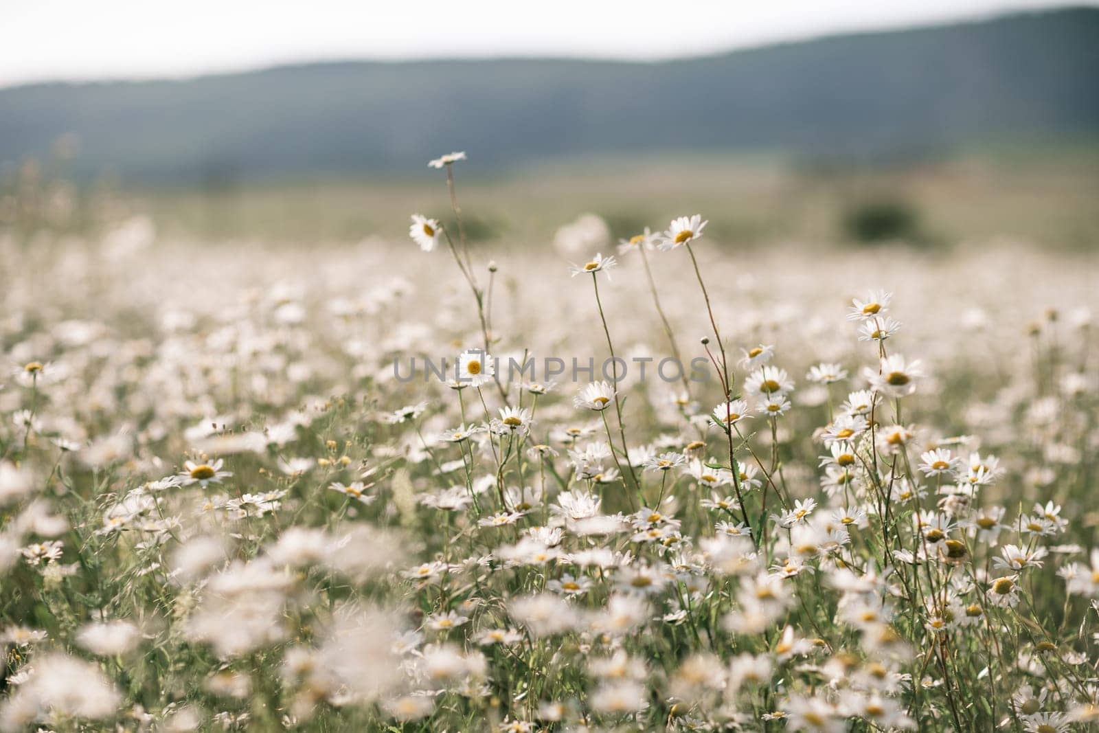 Daisy Chamomile background. Beautiful nature scene with blooming chamomilles in sun flare. Sunny day. Summer flowers