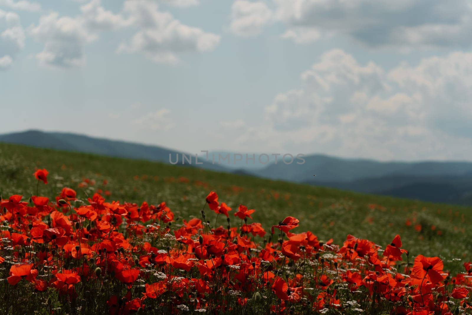 Field blossoming poppies. Poppy field