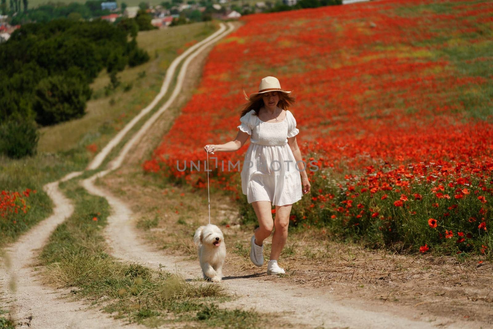 woman with dog. Happy woman walking with white dog the road along a blooming poppy field on a sunny day, She is wearing a white dress and a hat. On a walk with dog.