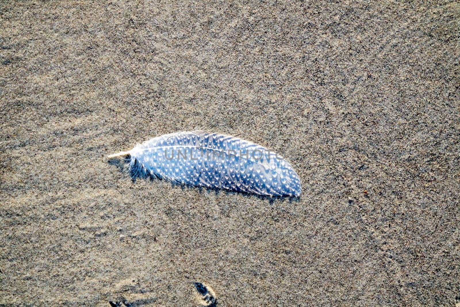 Beautiful feather with water drops on the beach.