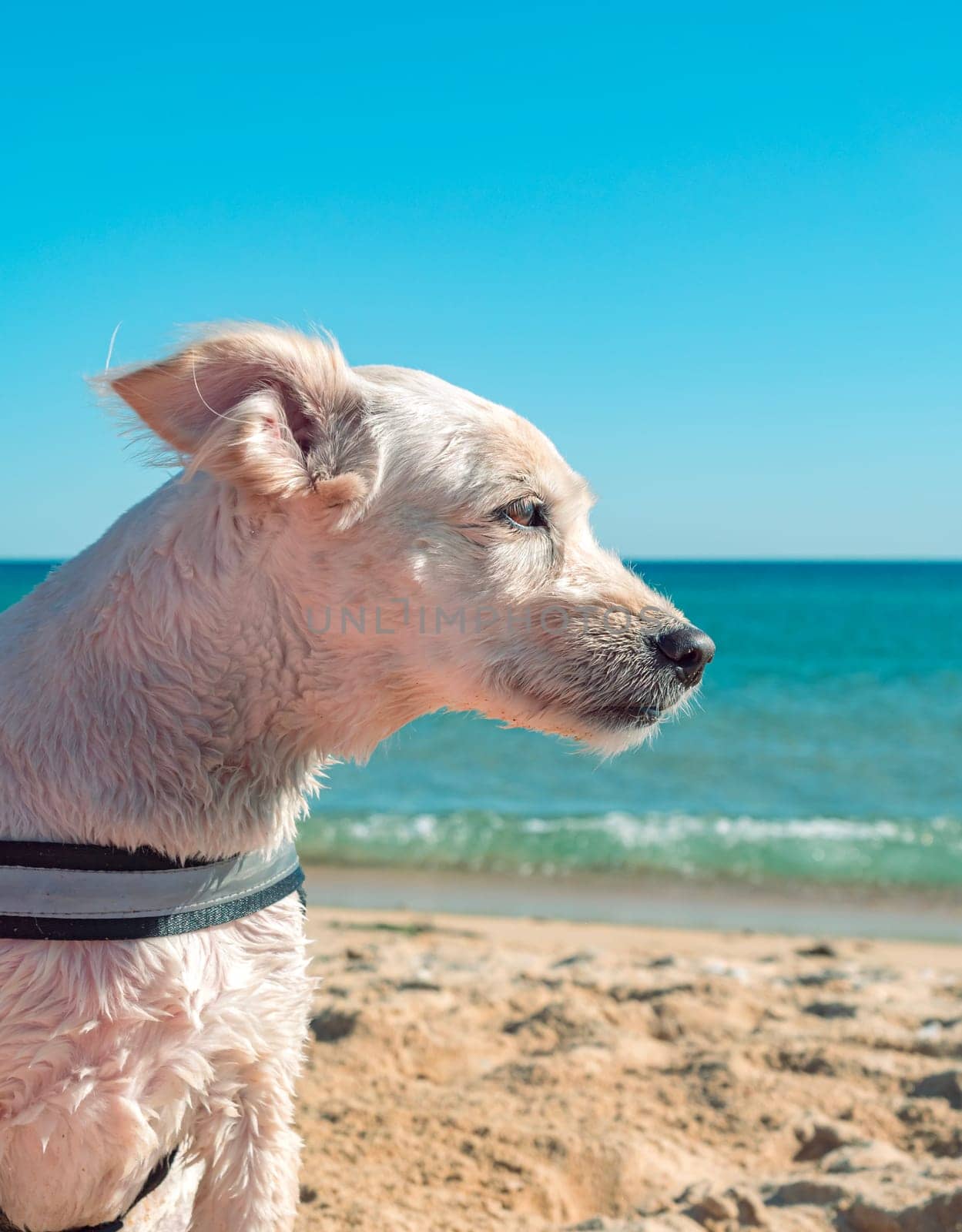 A small white dog with short fur enjoys a calm and sunny day at the beach, gazing at the distant waves with a relaxed demeanor.