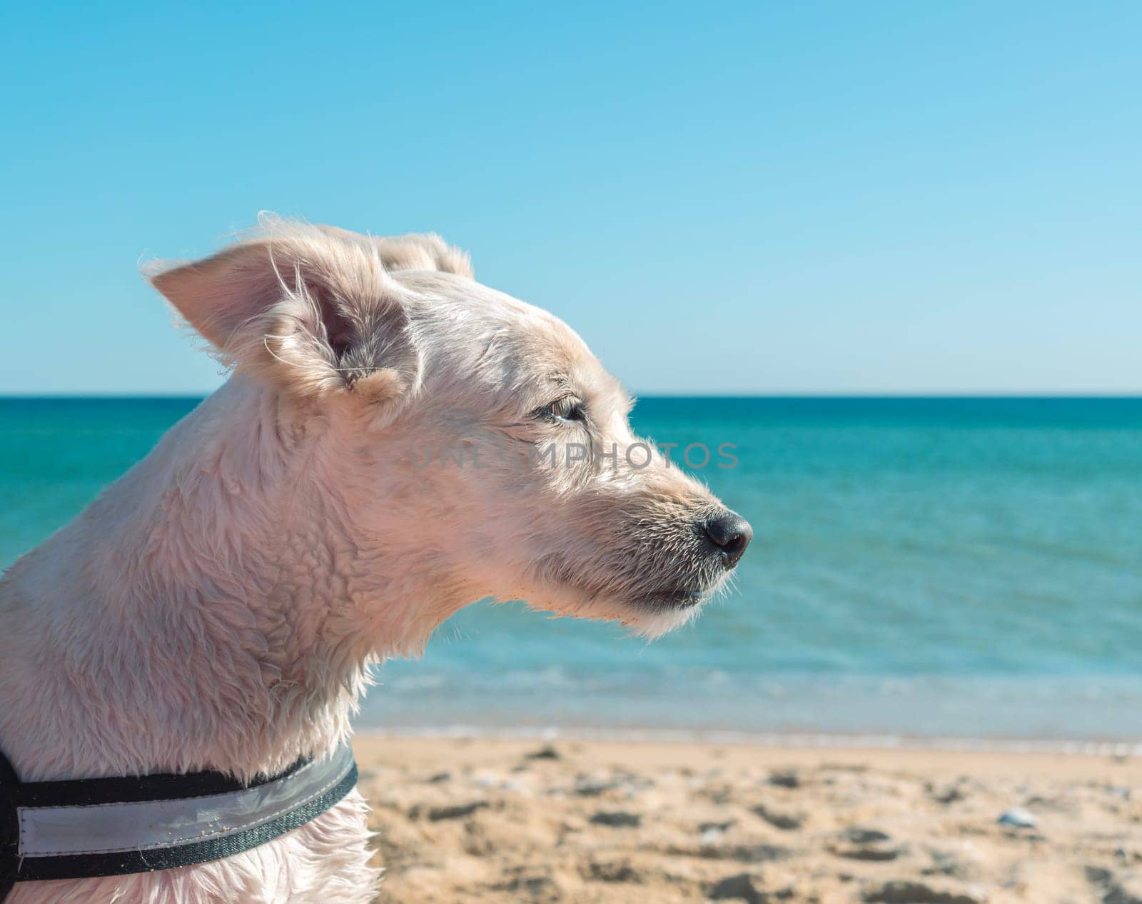 A small white dog with short fur enjoys a calm and sunny day at the beach, gazing at the distant waves with a relaxed demeanor.