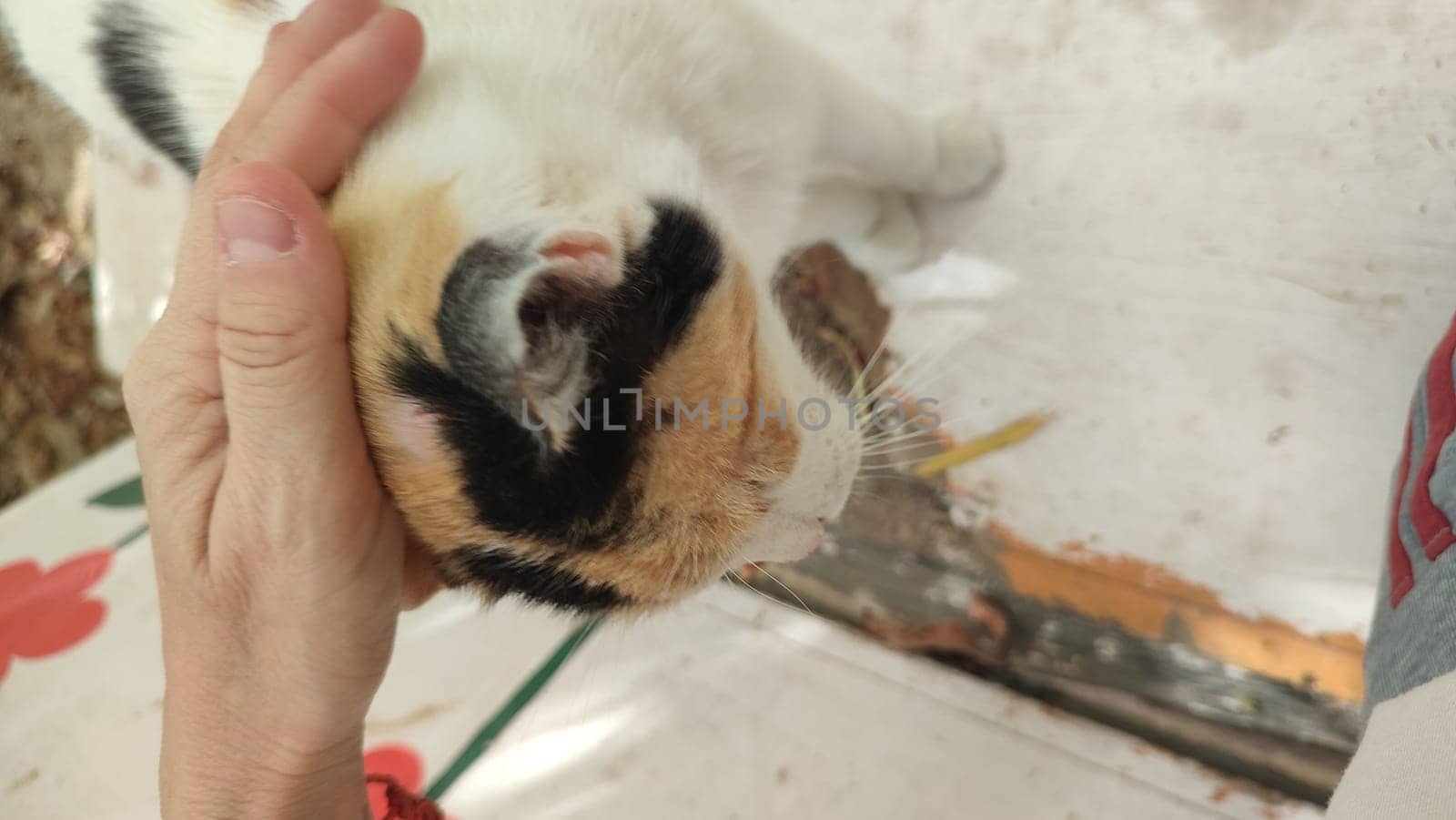 woman's hand stroking a cat, pets, animal by Ply