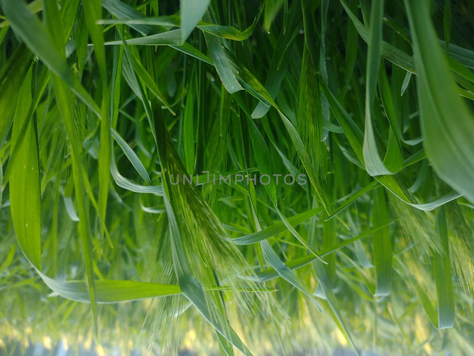 Fresh green grass. Natural green background.