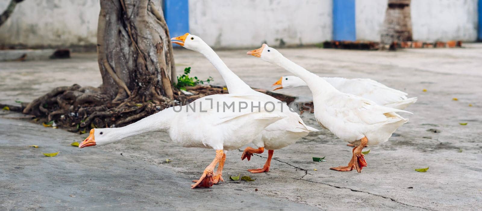 Several white geese walking together in small city. Craned necks. Summer mood, live close to domestic farm animals. Funny group of friends.