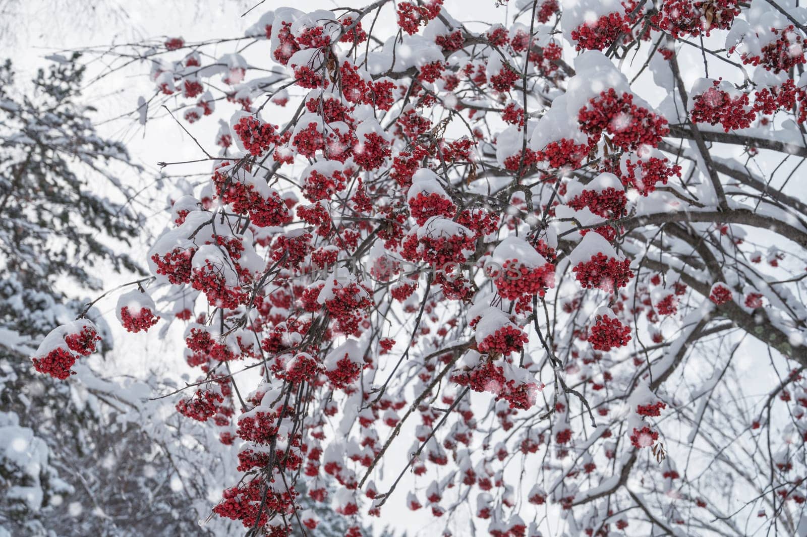 Rowan tree in winter landscape with fair trees under the snow.